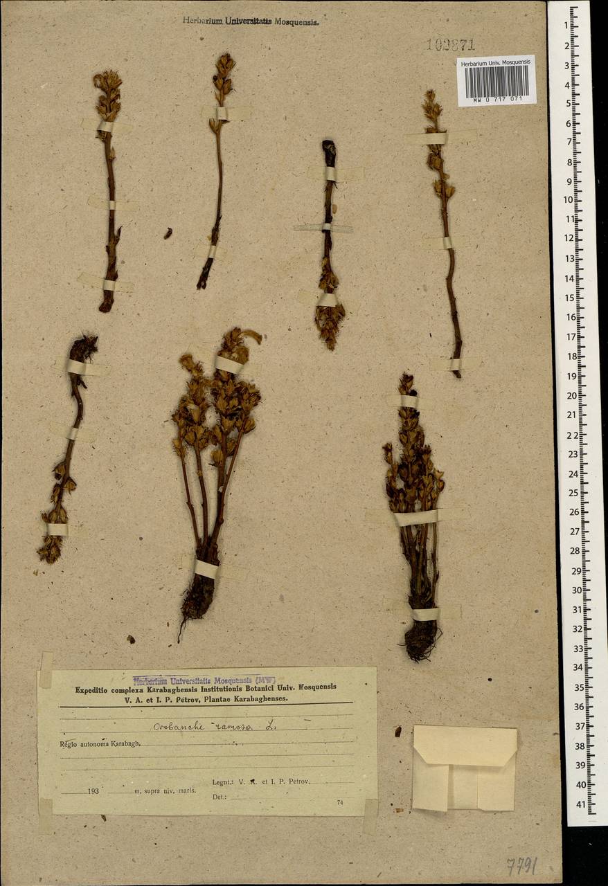 Phelipanche ramosa (L.) Pomel, Caucasus, Azerbaijan (K6) (Azerbaijan)