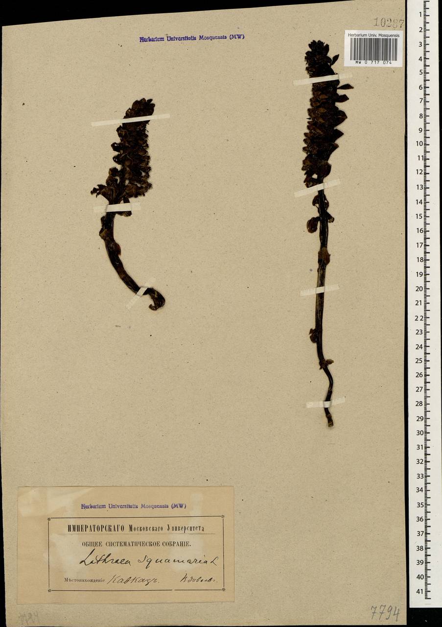 Lathraea squamaria L., Caucasus (no precise locality) (K0)