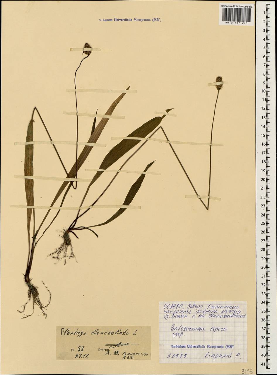 Plantago lanceolata L., Caucasus, North Ossetia, Ingushetia & Chechnya (K1c) (Russia)