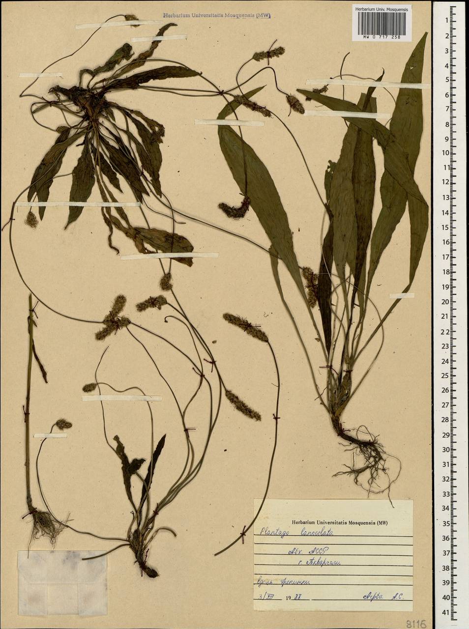 Plantago lanceolata L., Caucasus, Abkhazia (K4a) (Abkhazia)