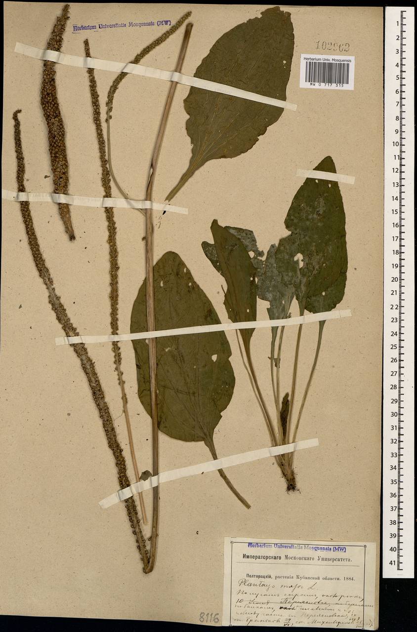 Plantago major L., Caucasus, Krasnodar Krai & Adygea (K1a) (Russia)