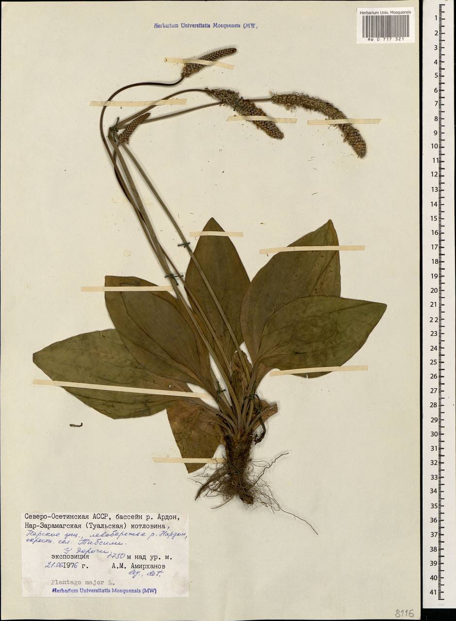 Plantago major L., Caucasus, North Ossetia, Ingushetia & Chechnya (K1c) (Russia)