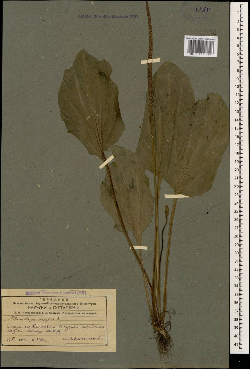 Plantago major L., Caucasus, Azerbaijan (K6) (Azerbaijan)