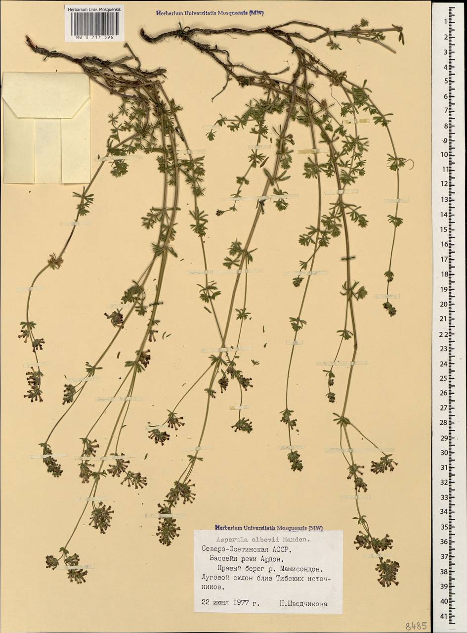 Asperula prostrata (Adams) K.Koch, Caucasus, North Ossetia, Ingushetia & Chechnya (K1c) (Russia)