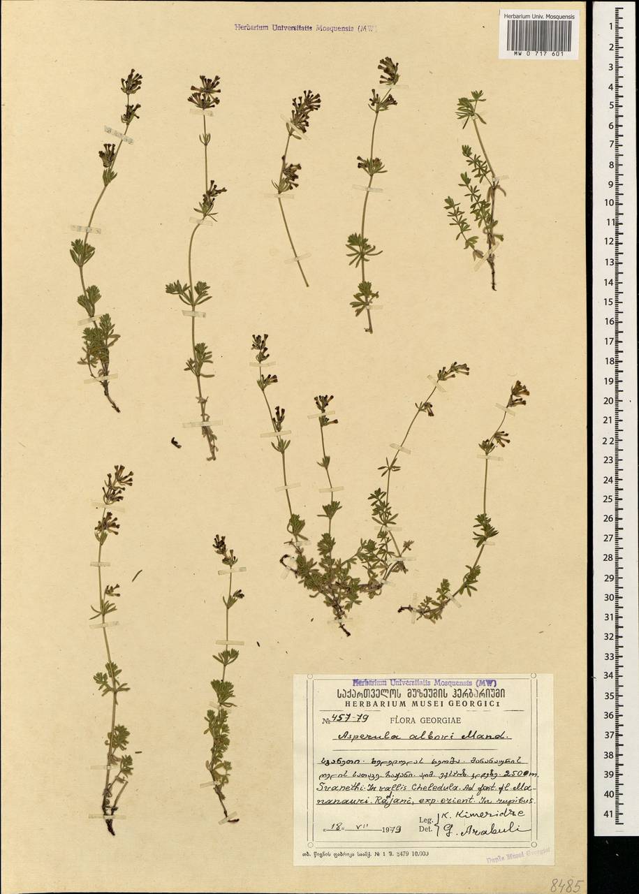 Asperula prostrata (Adams) K.Koch, Caucasus, Georgia (K4) (Georgia)
