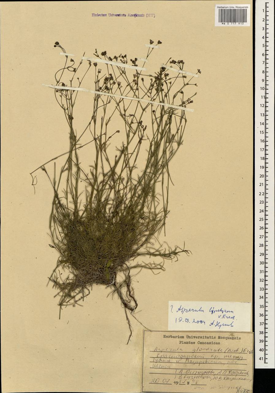 Cynanchica lipskyana (V.I.Krecz.) P.Caputo & Del Guacchio, Caucasus, Black Sea Shore (from Novorossiysk to Adler) (K3) (Russia)