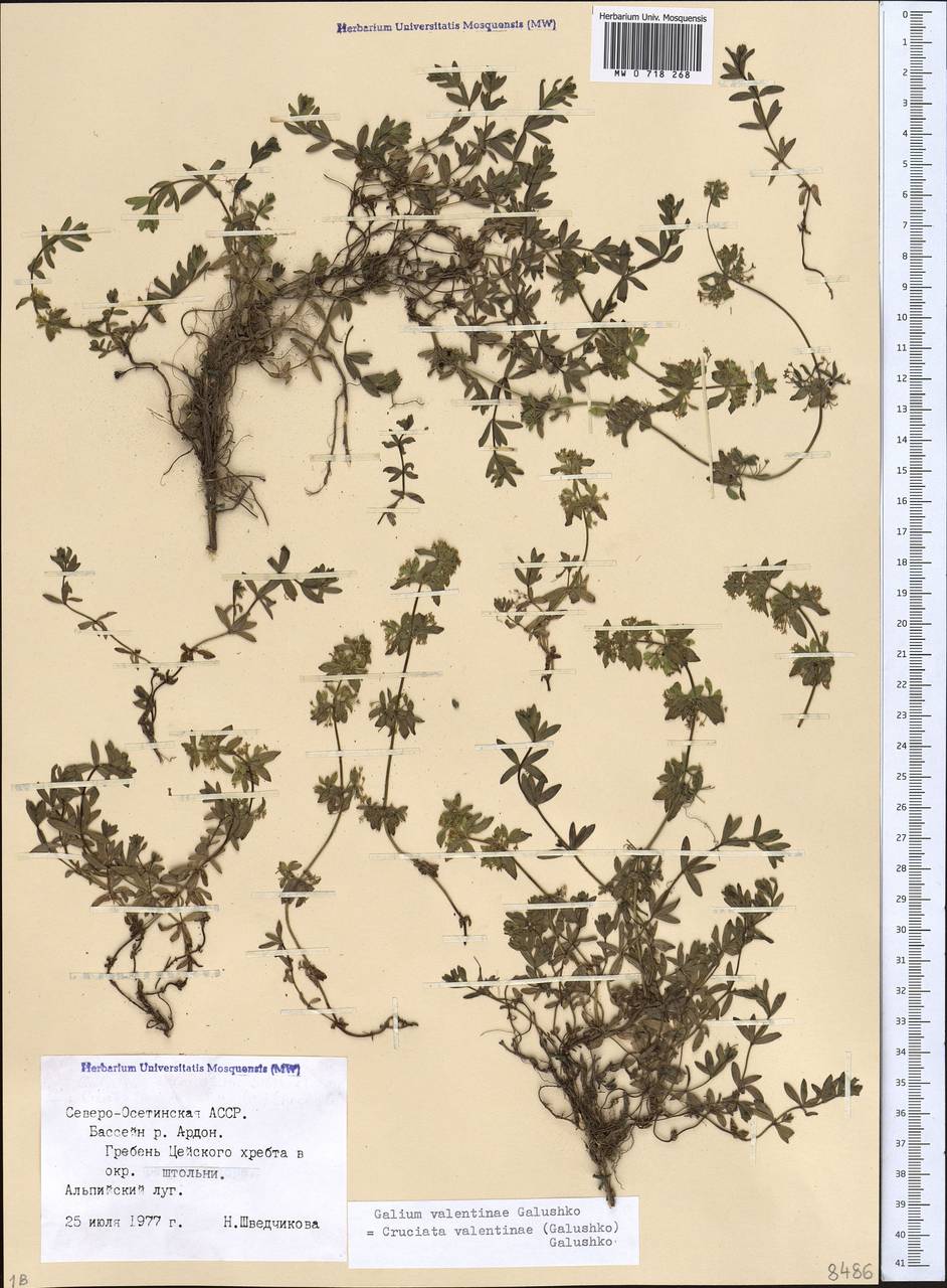 Cruciata valentinae (Galushko) Galushko, Caucasus, North Ossetia, Ingushetia & Chechnya (K1c) (Russia)