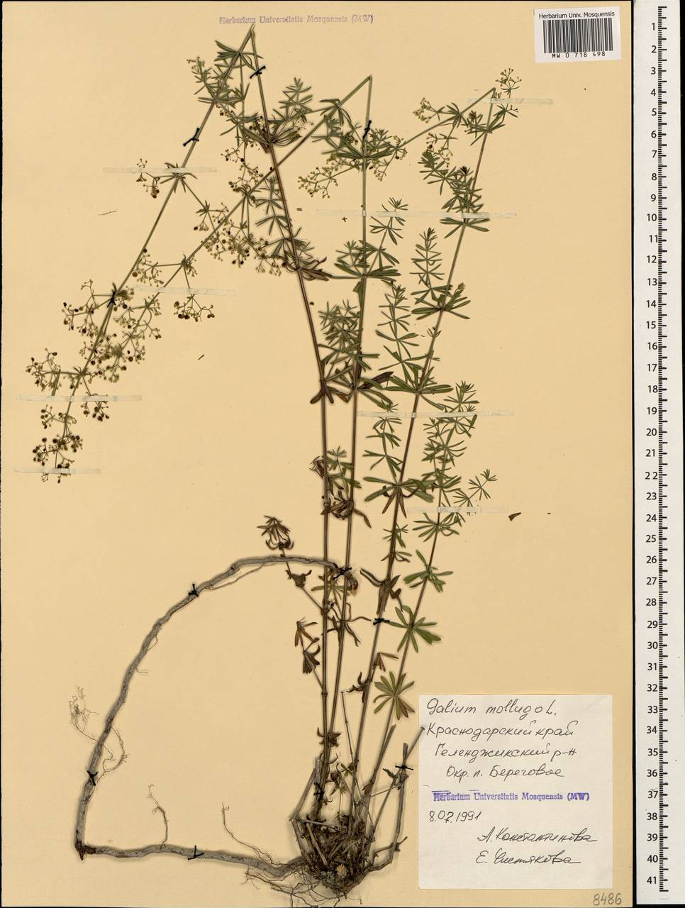 Galium mollugo L., Caucasus, Black Sea Shore (from Novorossiysk to Adler) (K3) (Russia)