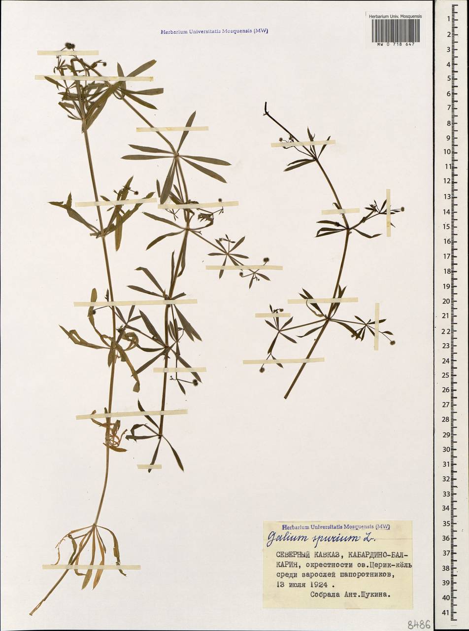 Galium spurium L., Caucasus, Stavropol Krai, Karachay-Cherkessia & Kabardino-Balkaria (K1b) (Russia)
