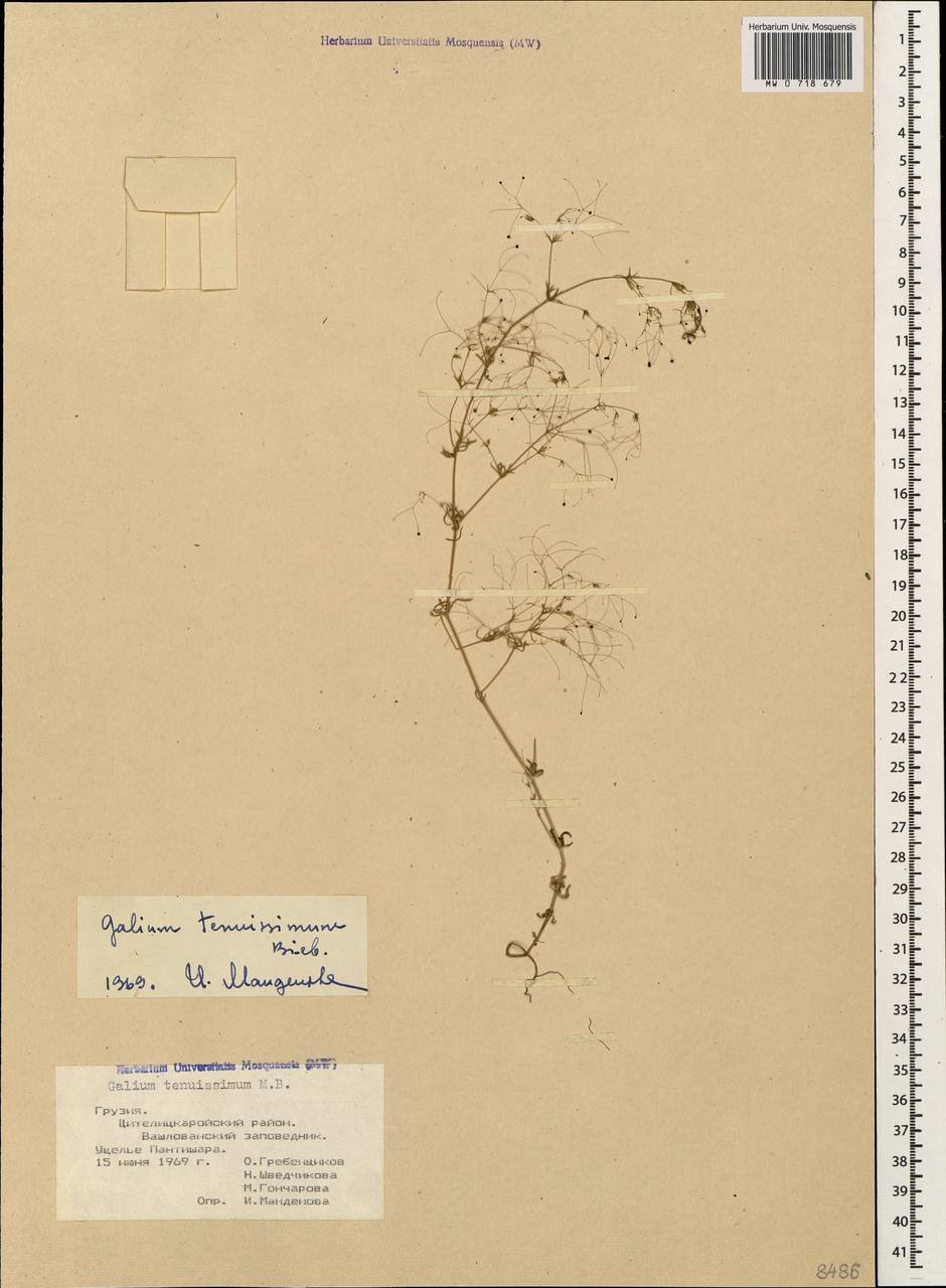 Galium tenuissimum M.Bieb., Caucasus, Georgia (K4) (Georgia)