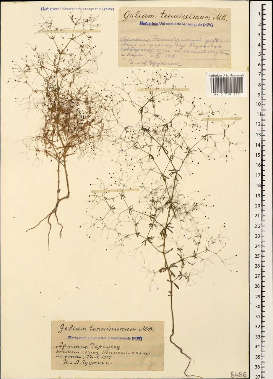 Galium tenuissimum M.Bieb., Caucasus, Armenia (K5) (Armenia)