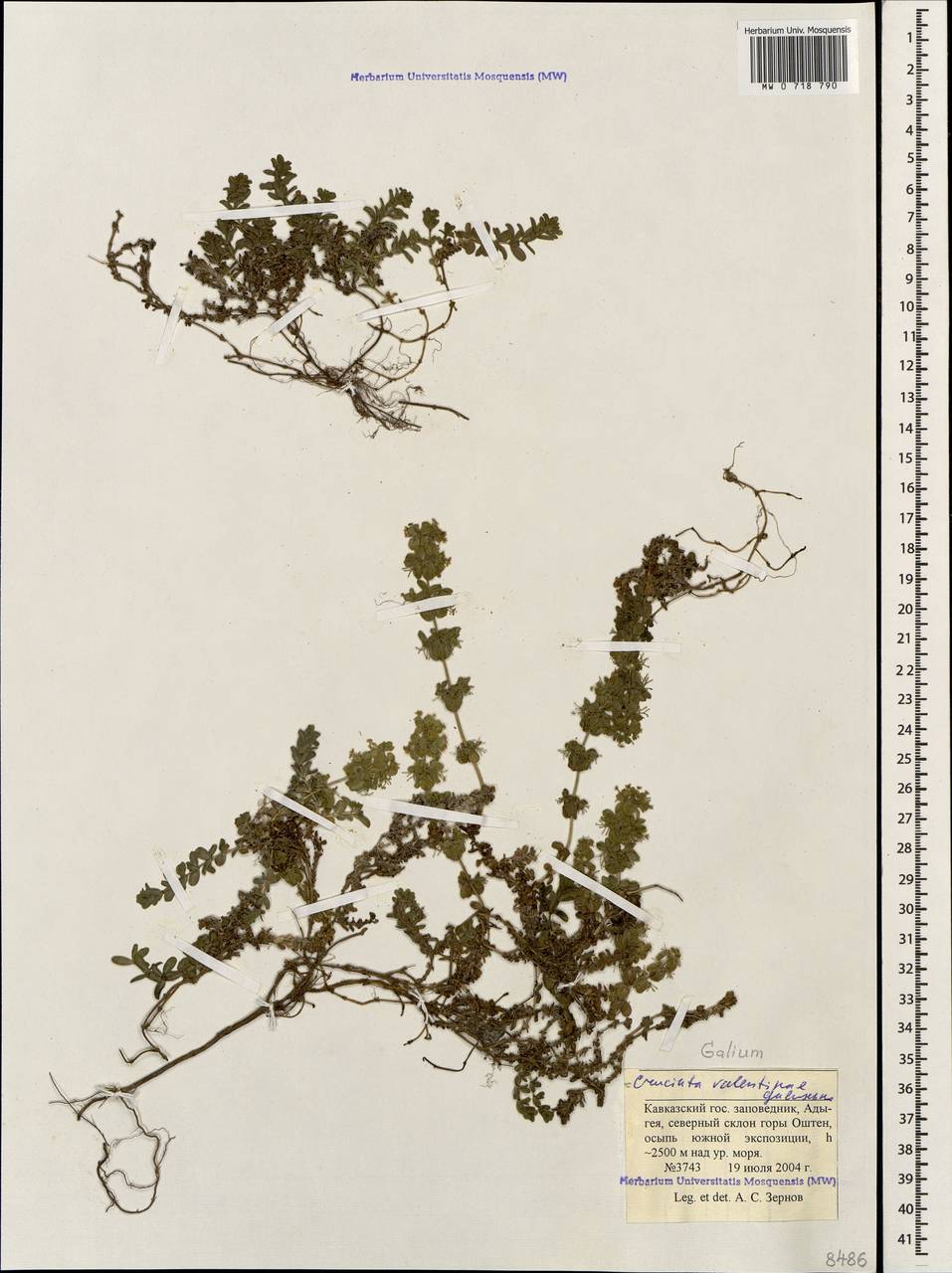 Cruciata valentinae (Galushko) Galushko, Caucasus, Krasnodar Krai & Adygea (K1a) (Russia)