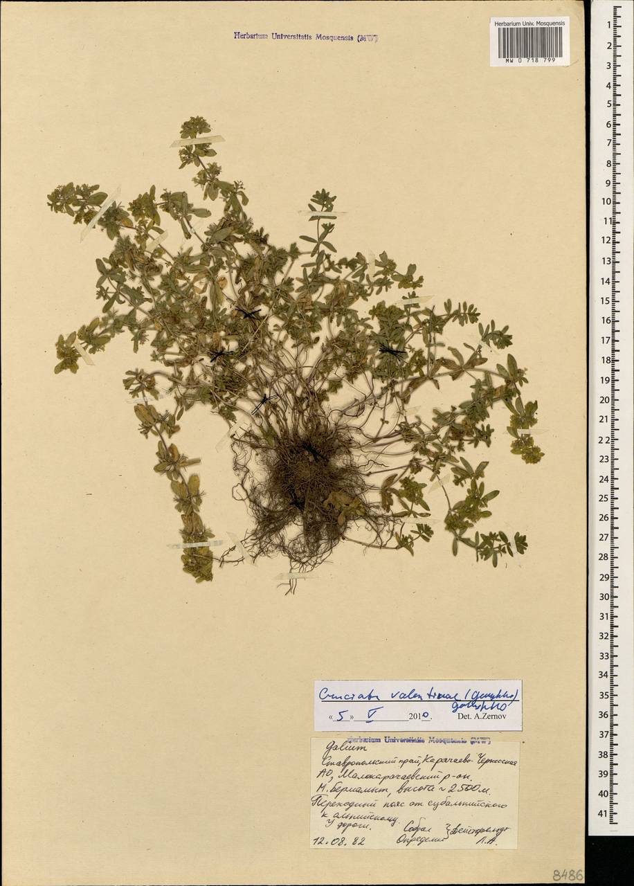 Cruciata valentinae (Galushko) Galushko, Caucasus, Stavropol Krai, Karachay-Cherkessia & Kabardino-Balkaria (K1b) (Russia)