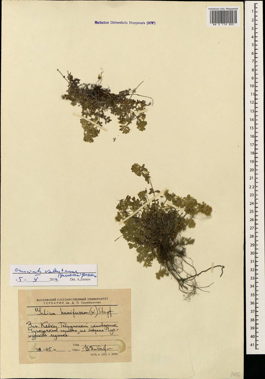 Cruciata valentinae (Galushko) Galushko, Caucasus, Stavropol Krai, Karachay-Cherkessia & Kabardino-Balkaria (K1b) (Russia)