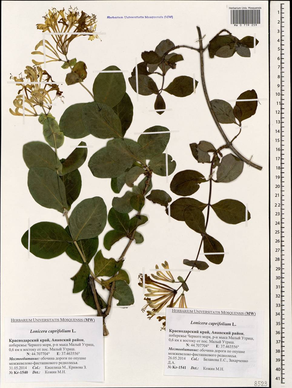 Lonicera caprifolium L., Caucasus, Krasnodar Krai & Adygea (K1a) (Russia)