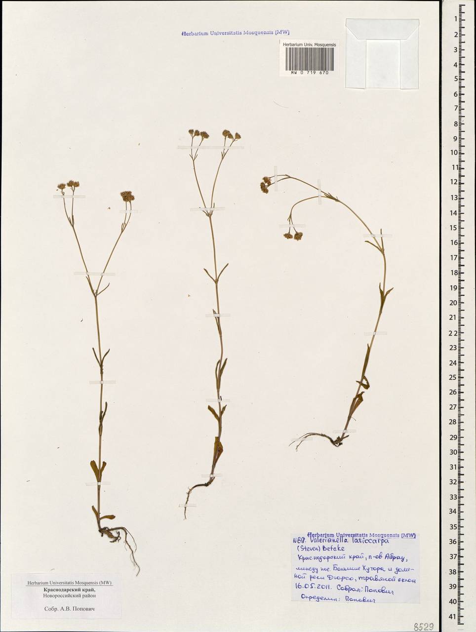 Valerianella lasiocarpa (Stev.) Betcke, Caucasus, Black Sea Shore (from Novorossiysk to Adler) (K3) (Russia)