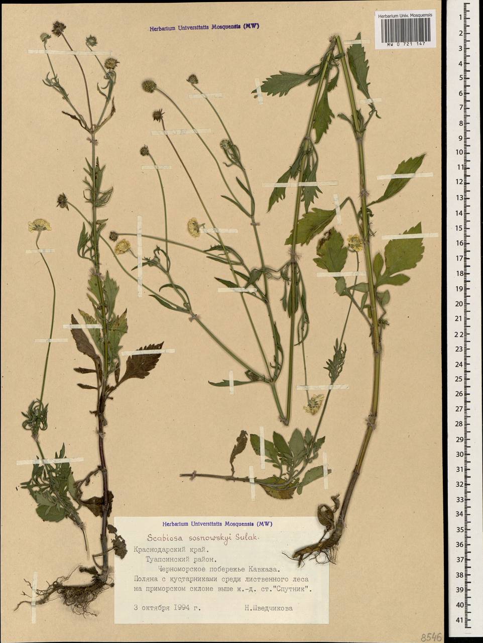 Scabiosa sosnowskyi Sulak., Caucasus, Black Sea Shore (from Novorossiysk to Adler) (K3) (Russia)