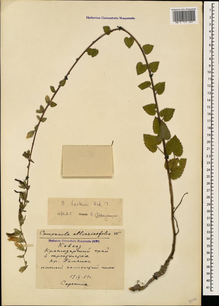 Campanula alliariifolia Willd., Caucasus, Krasnodar Krai & Adygea (K1a) (Russia)