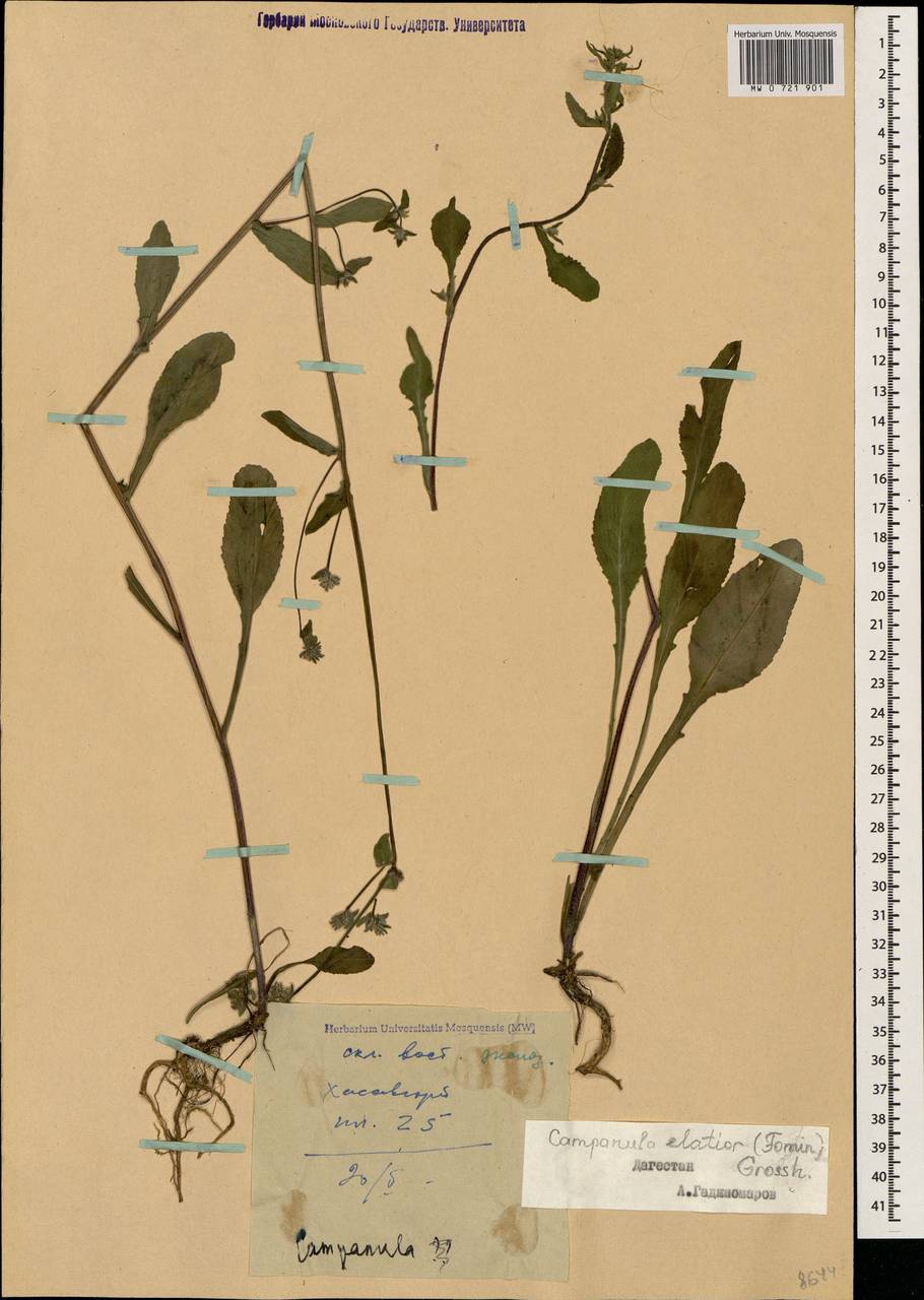 Campanula elatior (Fomin) Grossh. ex Fed., Caucasus, Dagestan (K2) (Russia)