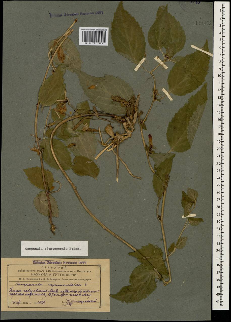 Campanula odontosepala Boiss., Caucasus, Azerbaijan (K6) (Azerbaijan)