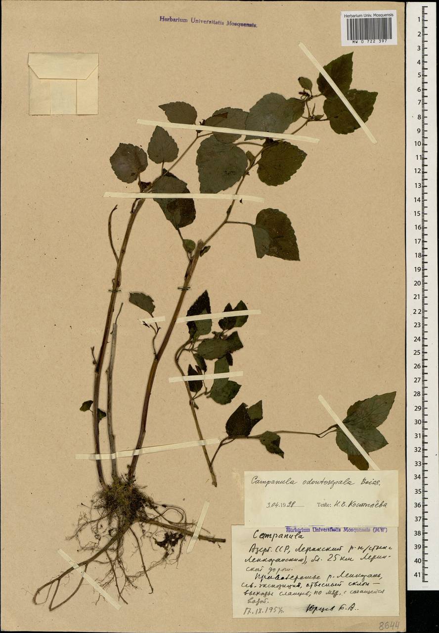 Campanula odontosepala Boiss., Caucasus, Azerbaijan (K6) (Azerbaijan)