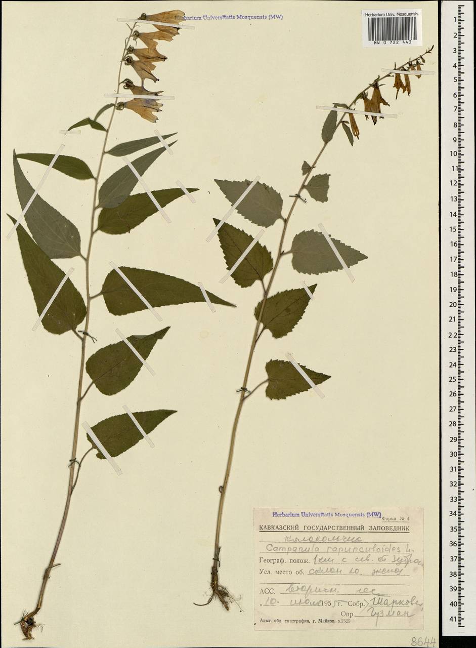 Campanula rapunculoides L., Caucasus, Krasnodar Krai & Adygea (K1a) (Russia)