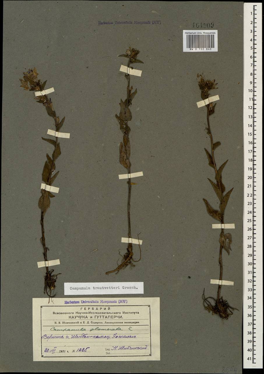 Campanula glomerata subsp. caucasica (Trautv.) Ogan., Caucasus, Azerbaijan (K6) (Azerbaijan)