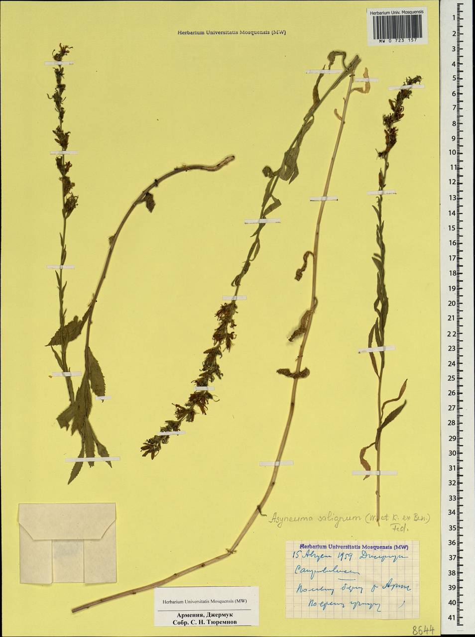 Asyneuma canescens subsp. canescens, Caucasus, Armenia (K5) (Armenia)