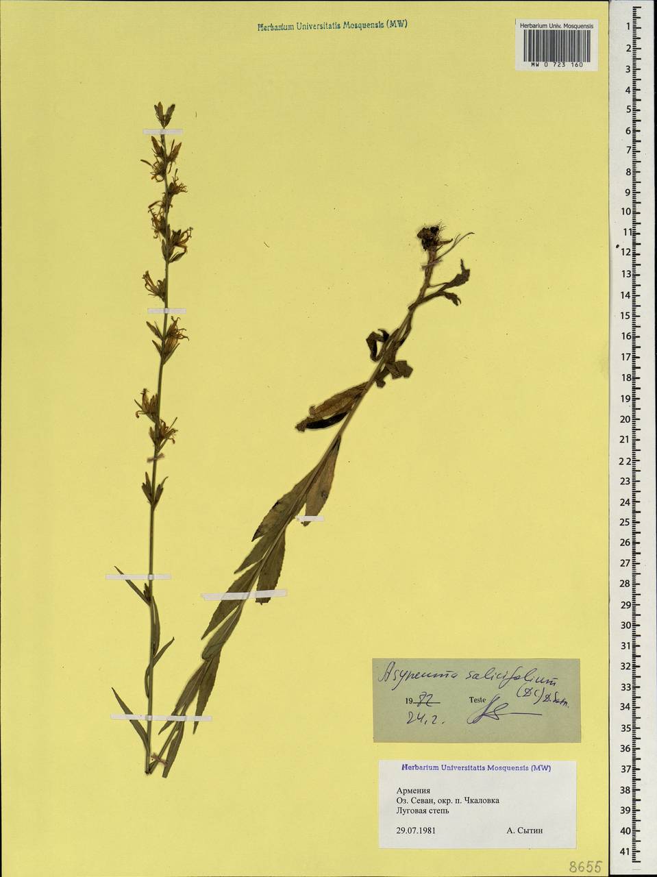 Asyneuma canescens subsp. canescens, Caucasus, Armenia (K5) (Armenia)