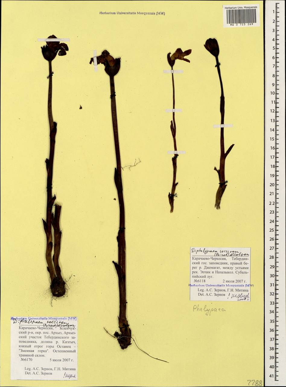 Diphelypaea coccinea (M. Bieb.) Nicolson, Caucasus, Stavropol Krai, Karachay-Cherkessia & Kabardino-Balkaria (K1b) (Russia)