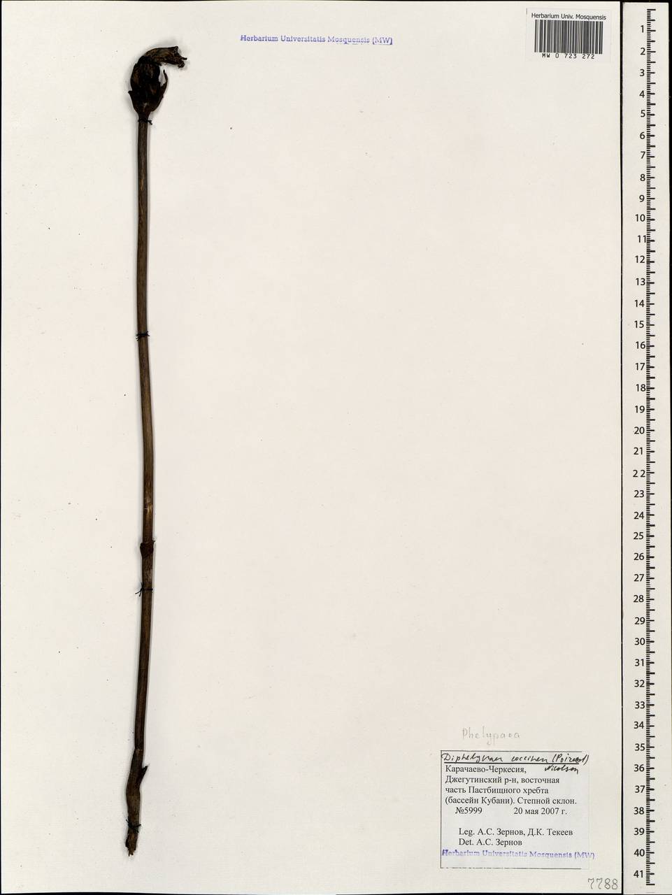 Diphelypaea coccinea (M. Bieb.) Nicolson, Caucasus, Stavropol Krai, Karachay-Cherkessia & Kabardino-Balkaria (K1b) (Russia)