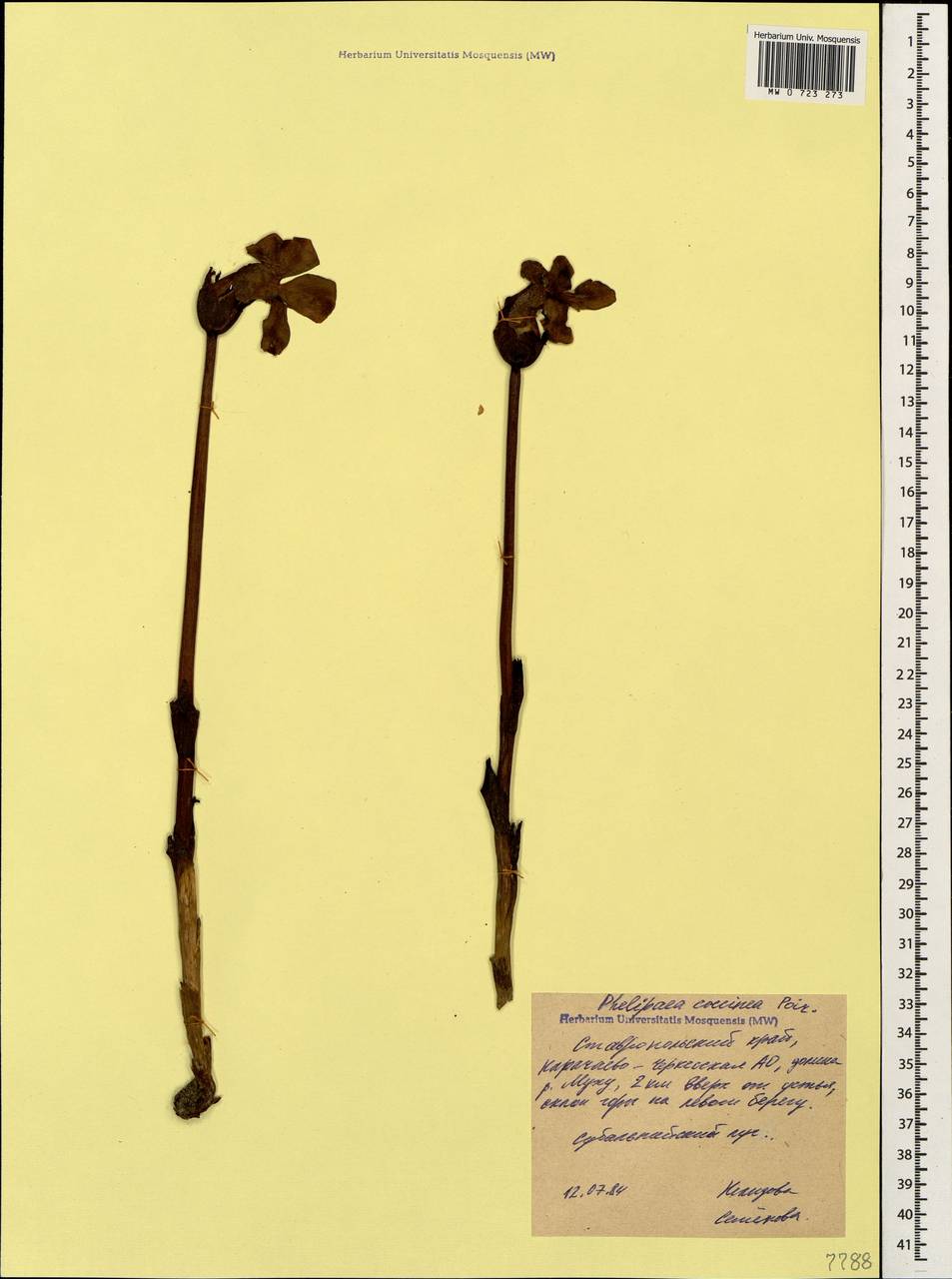 Diphelypaea coccinea (M. Bieb.) Nicolson, Caucasus, Stavropol Krai, Karachay-Cherkessia & Kabardino-Balkaria (K1b) (Russia)