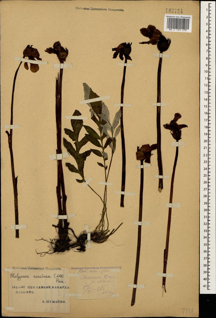 Diphelypaea coccinea (M.Bieb.) Nicolson, Caucasus, Stavropol Krai, Karachay-Cherkessia & Kabardino-Balkaria (K1b) (Russia)
