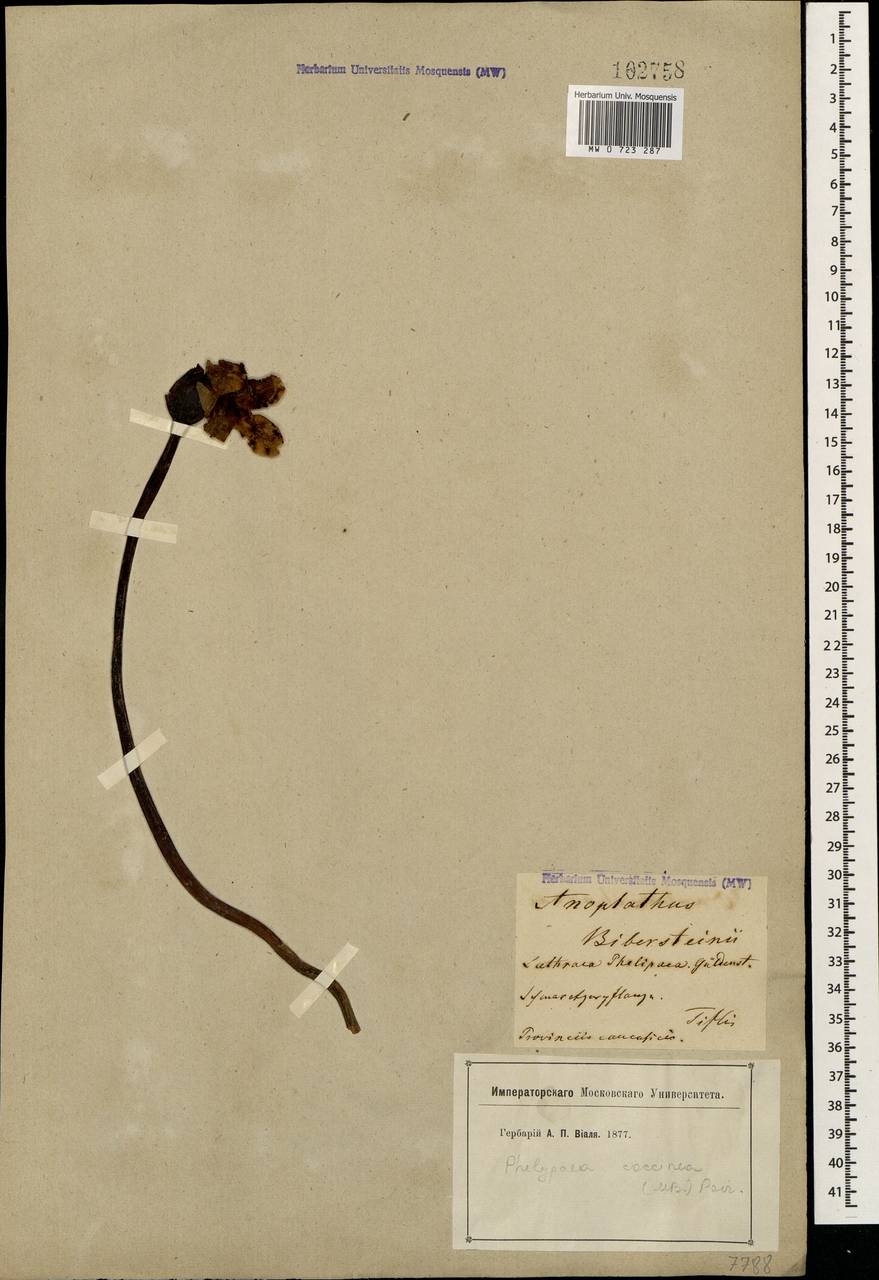 Diphelypaea coccinea (M. Bieb.) Nicolson, Caucasus, Georgia (K4) (Georgia)