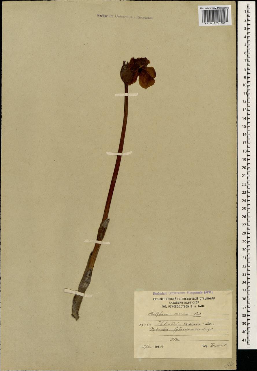Diphelypaea coccinea (M. Bieb.) Nicolson, Caucasus, South Ossetia (K4b) (South Ossetia)