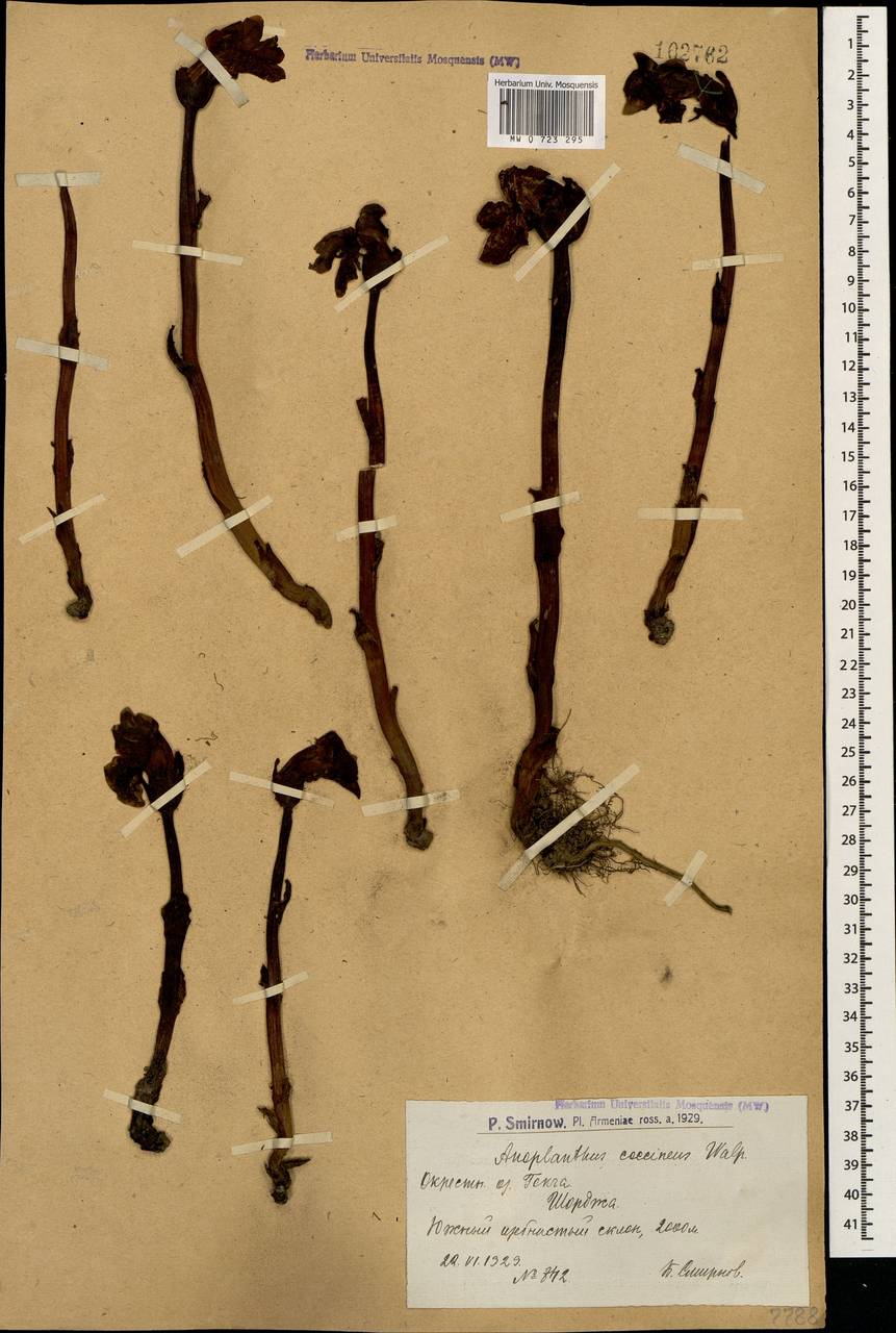 Diphelypaea coccinea (M. Bieb.) Nicolson, Caucasus, Armenia (K5) (Armenia)