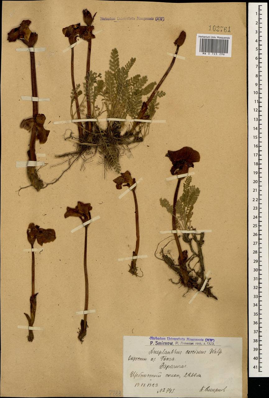 Diphelypaea coccinea (M. Bieb.) Nicolson, Caucasus, Armenia (K5) (Armenia)