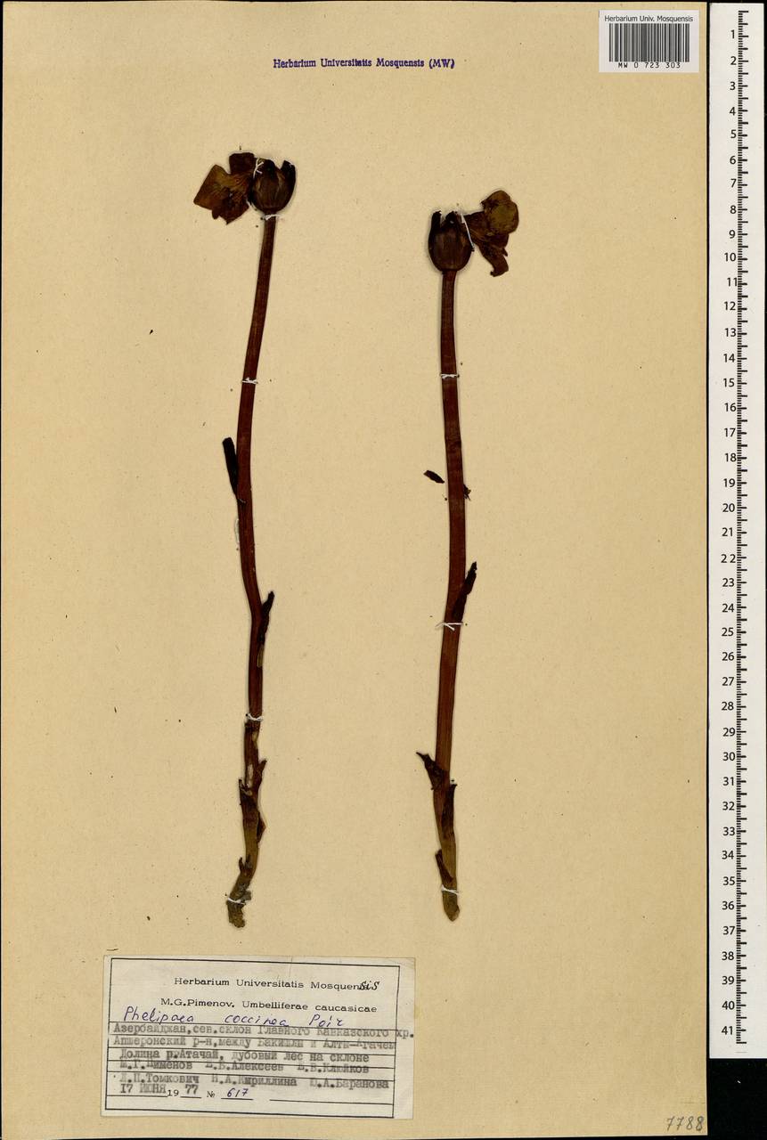 Diphelypaea coccinea (M. Bieb.) Nicolson, Caucasus, Azerbaijan (K6) (Azerbaijan)