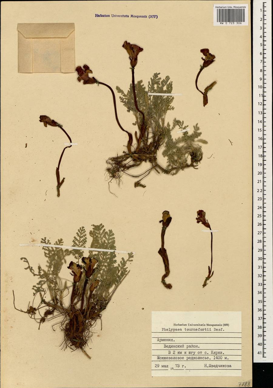 Phelipaea tournefortii Desf., Caucasus, Armenia (K5) (Armenia)