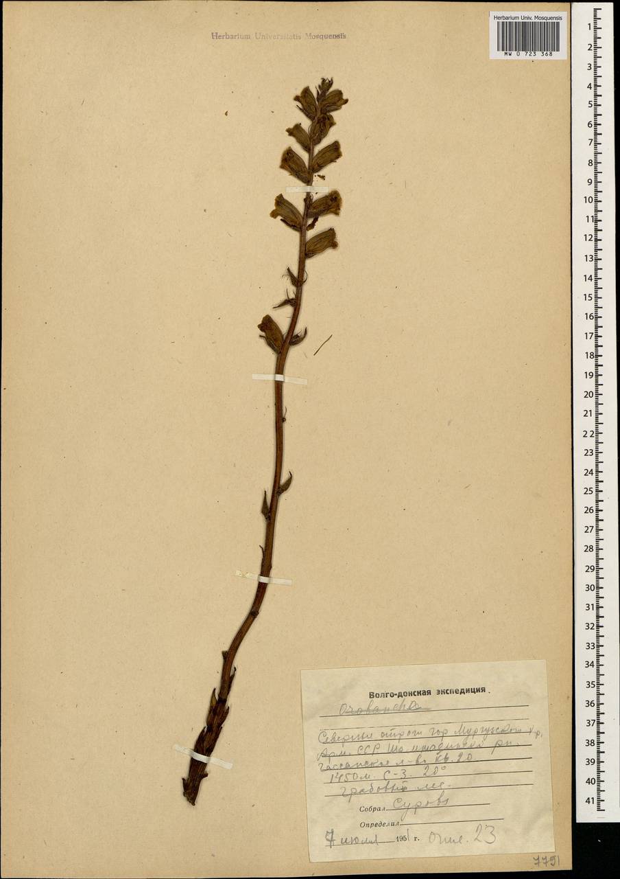 Orobanche, Caucasus, Armenia (K5) (Armenia)