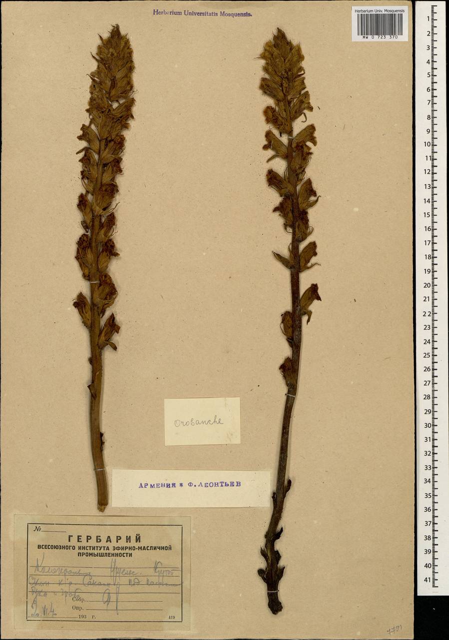 Orobanche, Caucasus, Armenia (K5) (Armenia)