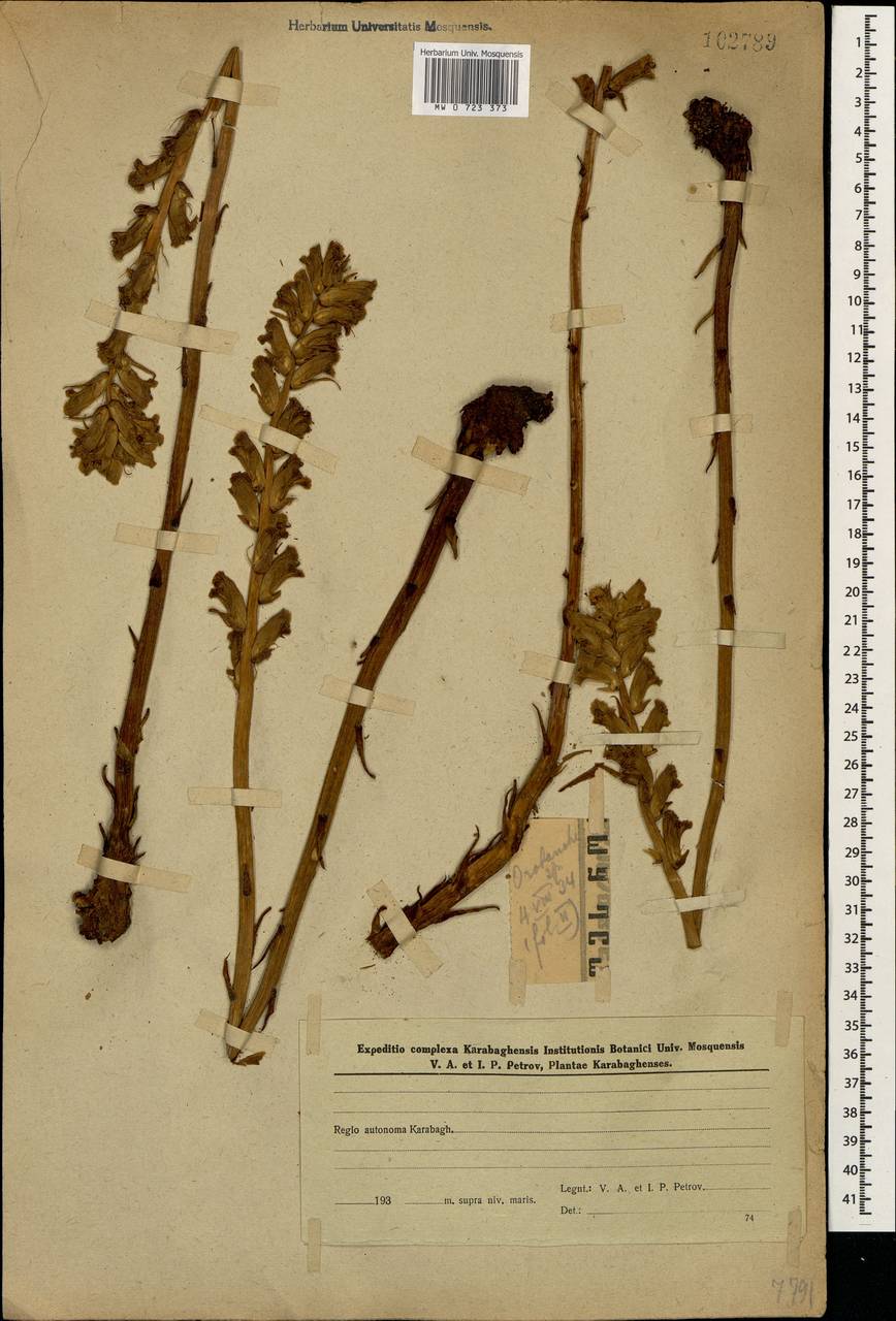 Orobanche, Caucasus, Azerbaijan (K6) (Azerbaijan)