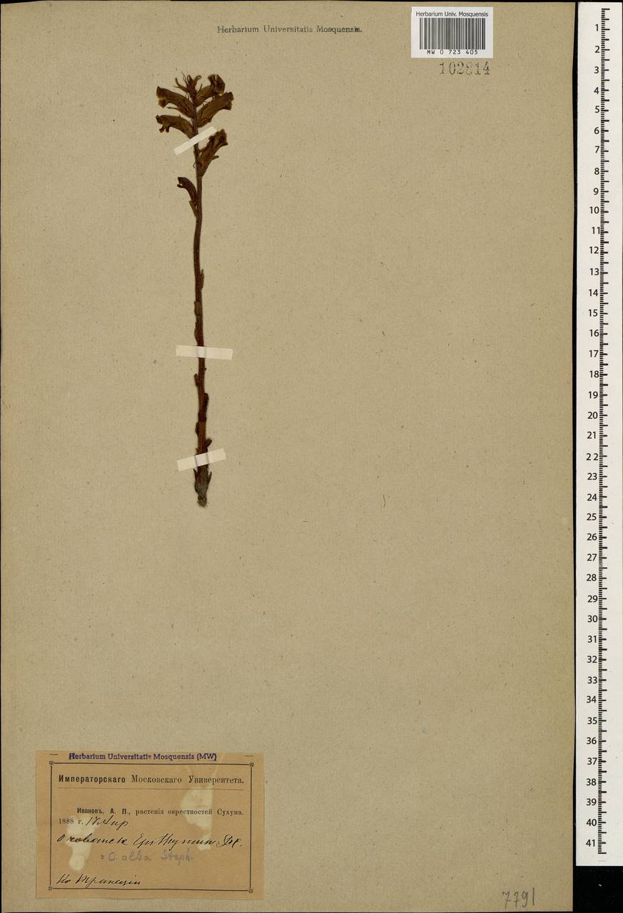 Orobanche alba Steph. ex Willd., Caucasus, Abkhazia (K4a) (Abkhazia)