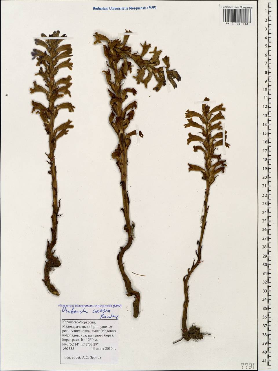 Phelipanche caesia (Rchb.) Soják, Caucasus, Stavropol Krai, Karachay-Cherkessia & Kabardino-Balkaria (K1b) (Russia)