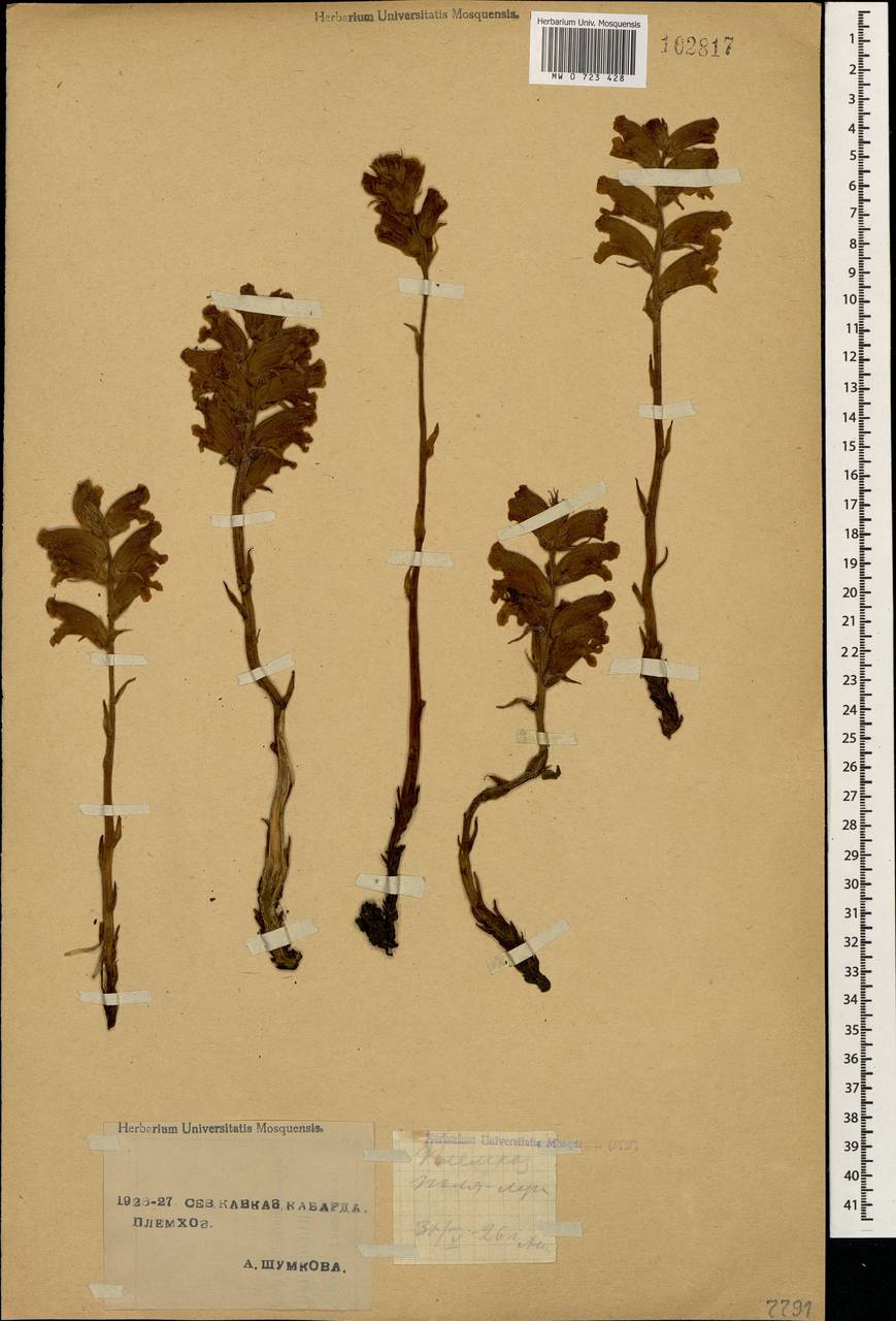 Orobanche caryophyllacea Sm., Caucasus, Stavropol Krai, Karachay-Cherkessia & Kabardino-Balkaria (K1b) (Russia)