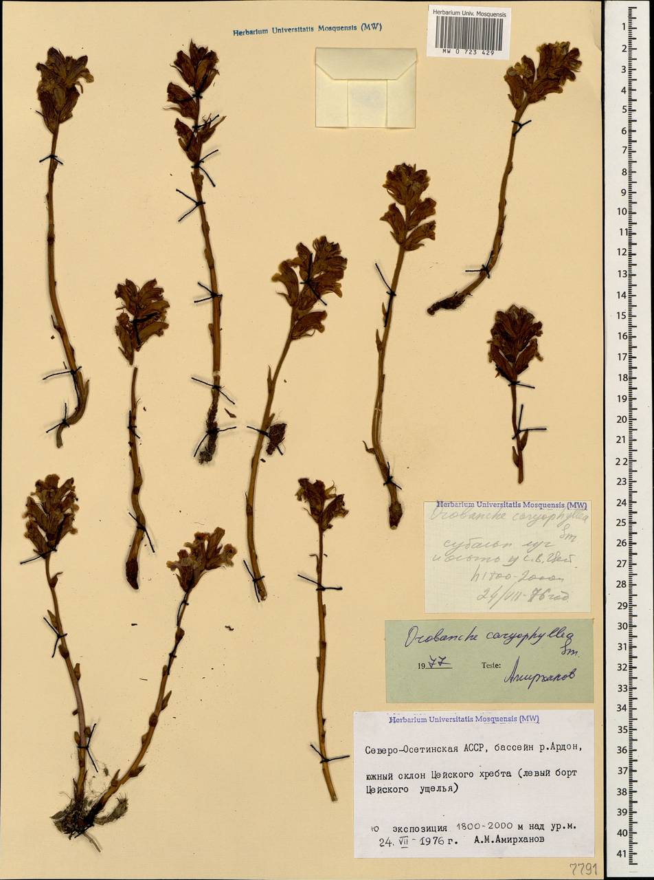 Orobanche caryophyllacea Sm., Caucasus, North Ossetia, Ingushetia & Chechnya (K1c) (Russia)