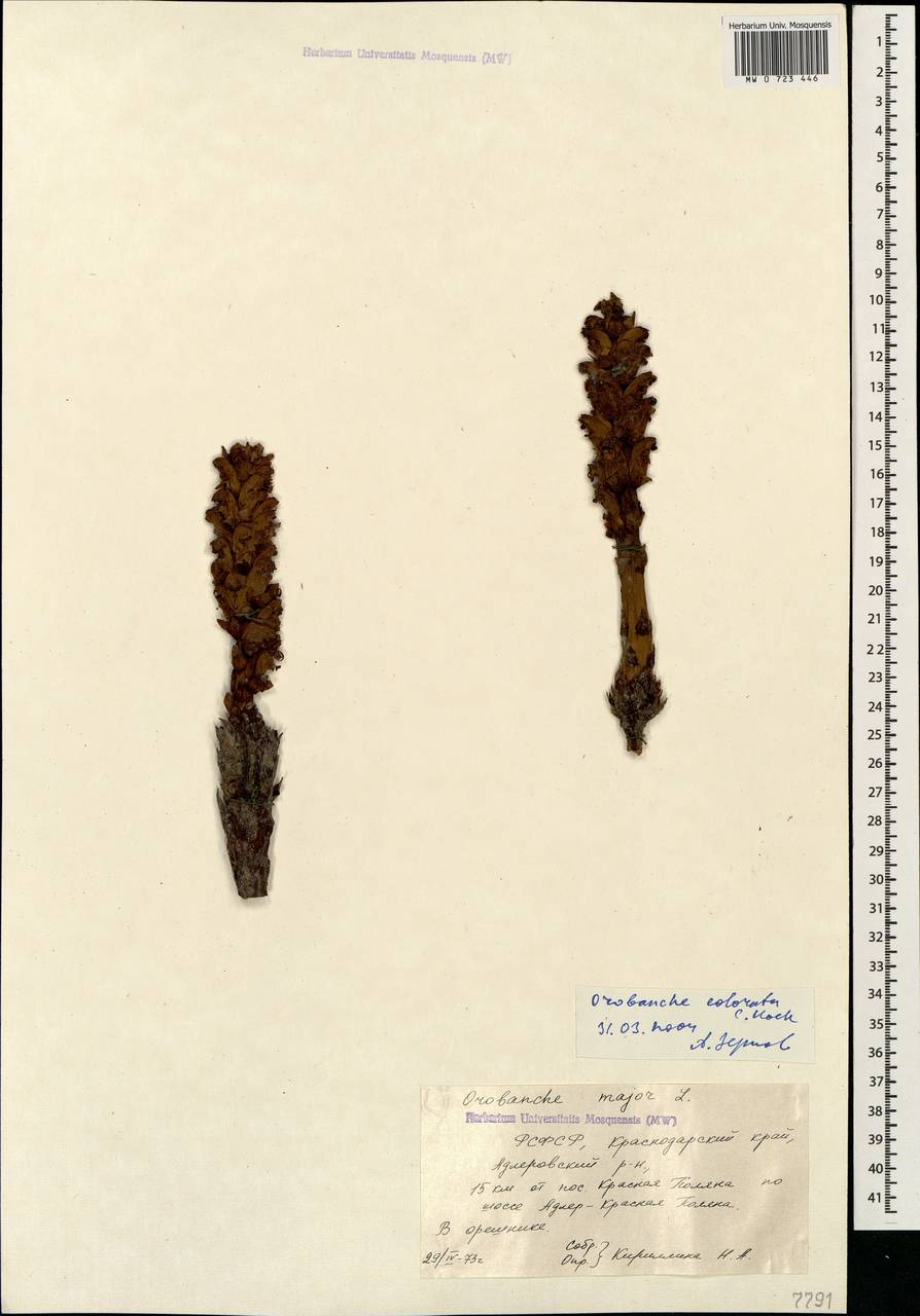 Orobanche colorata C. Koch, Caucasus, Krasnodar Krai & Adygea (K1a) (Russia)