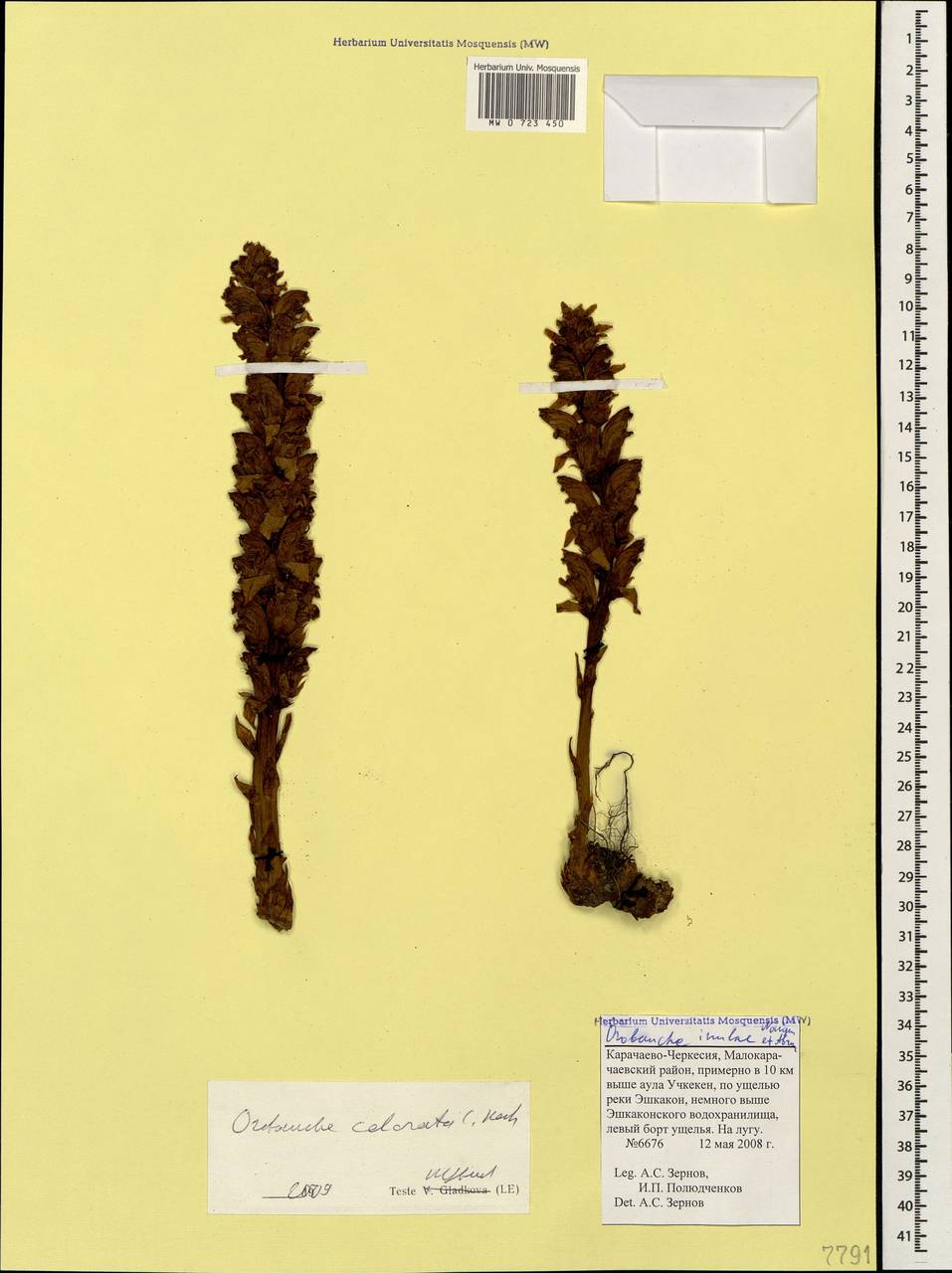 Orobanche colorata C. Koch, Caucasus, Stavropol Krai, Karachay-Cherkessia & Kabardino-Balkaria (K1b) (Russia)
