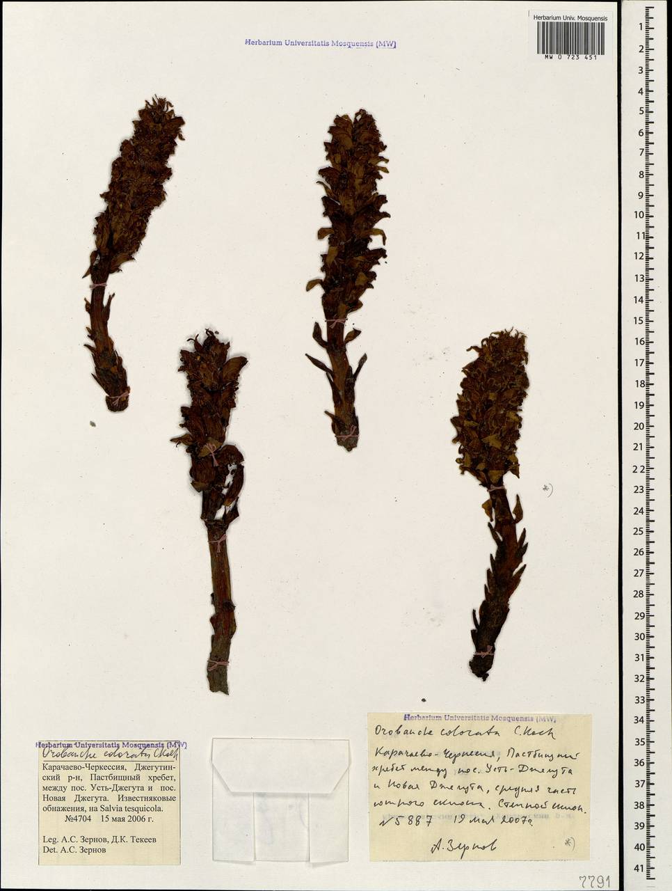 Orobanche colorata C. Koch, Caucasus, Stavropol Krai, Karachay-Cherkessia & Kabardino-Balkaria (K1b) (Russia)