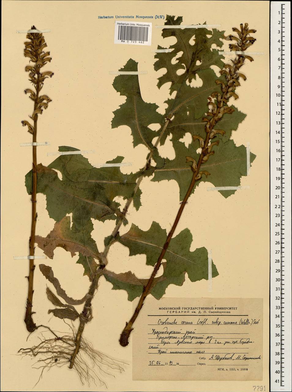 Orobanche cumana Wallr., Caucasus, Krasnodar Krai & Adygea (K1a) (Russia)